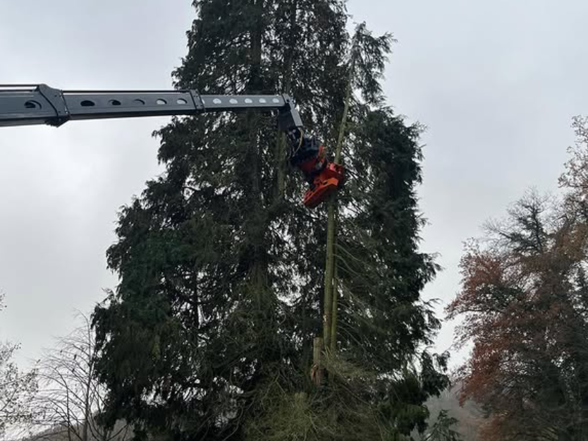 Baumarbeiten mit einer Hubarbeitsbühne im Wald